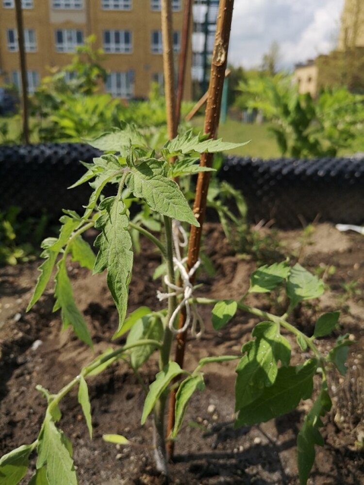 Kulinarische Sommerbriese