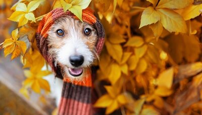 Hund im Herbst Glücklicher Hund, der in einen warmem Schal gewickelt ist und durch ein herbstlich gefärbtes Gebüsch schaut.