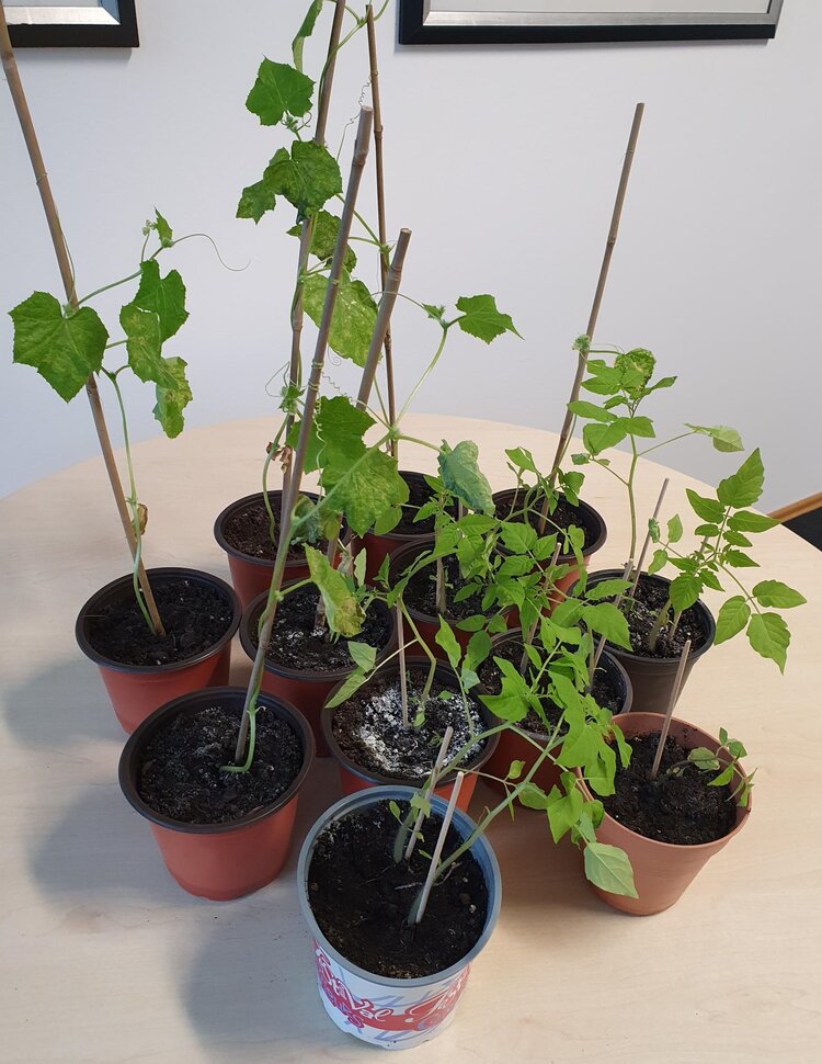 Der Earth Day 2023 an den Euro-Schulen Mainz