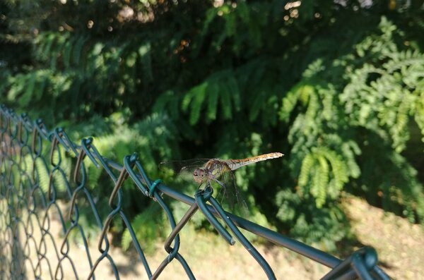 Naturvielfalt an der Goitzsche Nahaufnahme einer Libelle, die auf einem Maschendrahtzaun sitzt. Im Hintergrund befindet sich ein Nadelbaum.