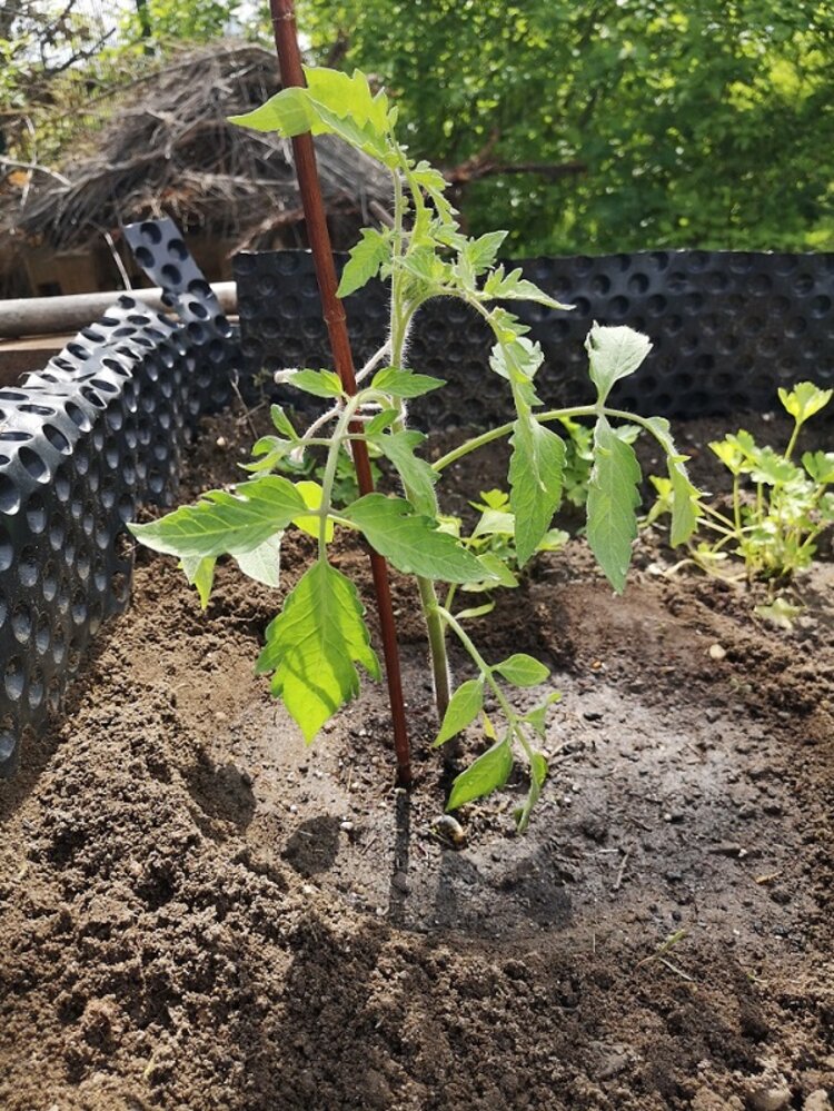 Kulinarische Sommerbriese