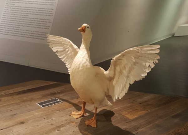 Gegensätze ziehen sich an – Contrasts are known to attract each other