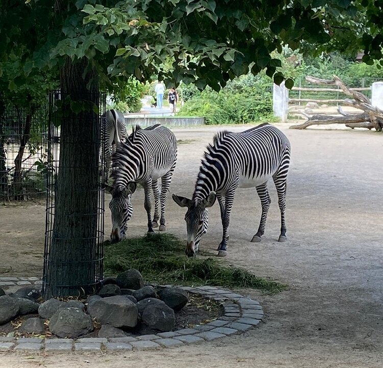 Ausflug in den Zoologischen Garten