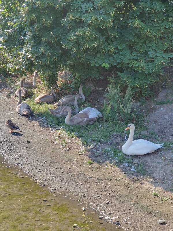 Naturvielfalt an der Goitzsche Eine Schwanfamilie sitzt am Ufer eines Flusses unter einem Busch. Es handelt sich um die Mutter mit sieben jungen Schwänen. Daneben läuft eine Ente.